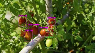 Tomato Classification(3 Class) & Detection