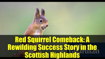 Red Squirrel Comeback: A Rewilding Success Story in the Scottish Highlands