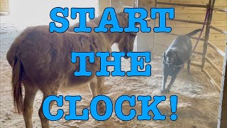 Donkey stares at barking dog, sped up for sanity