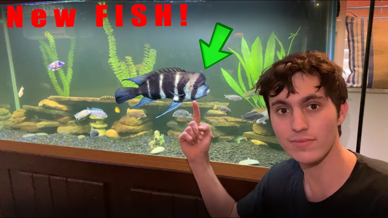 New PET Cichlid At the Bass Fishing Productions House (New Species ...