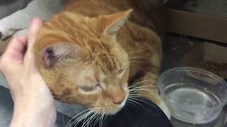 Garfield 73287/NYCACC