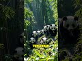 Salvar Pandas: ¿Funciona? 🐼
