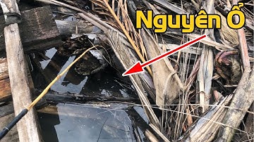 Gặp cái lổ nhỏ trong lá mục mà nguyên bầy cá bóng núp trong đó | THÚ VUI MIỀN TÂY. 12