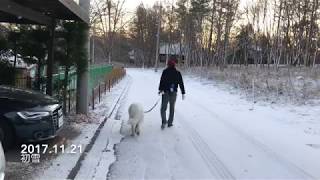 雪が降りました Great Pyrenees グレートピレニーズ