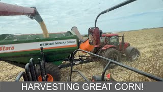 STARTING TO HARVEST CORN IN BRAZIL - 2ND CROP