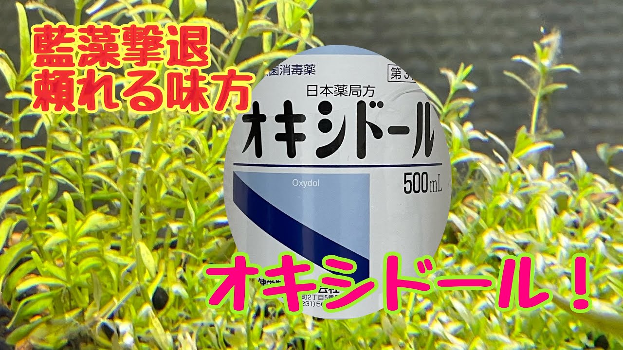 画像をダウンロード オキシドール 植物 900以上の自然な写真のアイデア