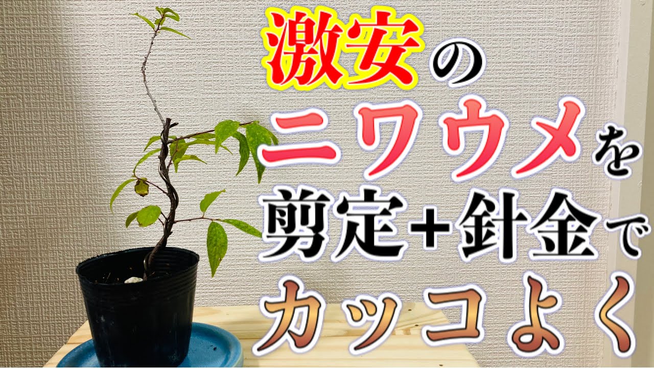 激安のニワウメ盆栽の苗木を剪定と針金かけでカッコよく Youtube