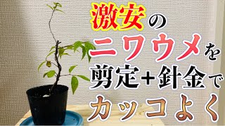 庭梅盆栽 庭梅(ニワウメ)の盆栽を販売｜入門は盆栽妙 – 盆栽妙 本店