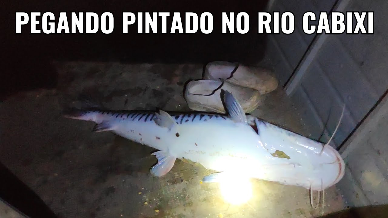 PESCADOR DE LOBÓ PEGANDO PINTADO NO RIO CABIXI !!!