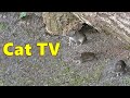 Cat TV ~ Mice Squeaking Videos for Cats 🐭 Video Produced by Paul Dinning