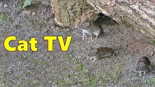 Cat TV ~ Mice Squeaking Videos for Cats  Video Produced by Paul Dinning