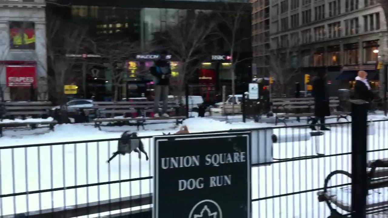 Union Square Dog Park NYC YouTube