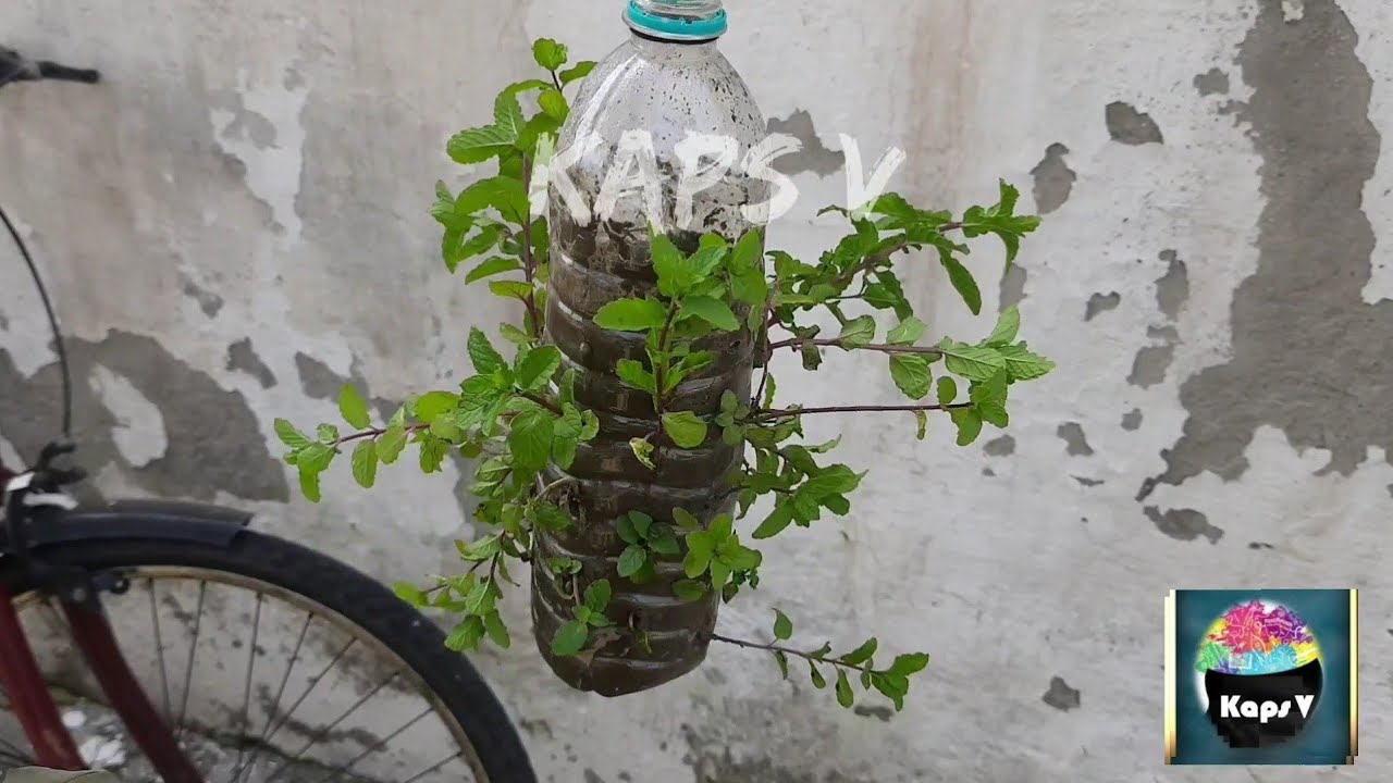 How to grow Pudina at home..🌿 Best out of Bottle