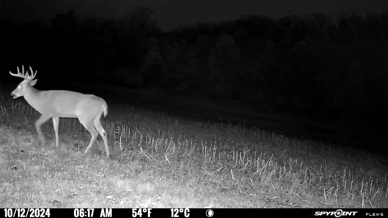 Can you guess how many points this Buck has?  Bonus - How Old is He?