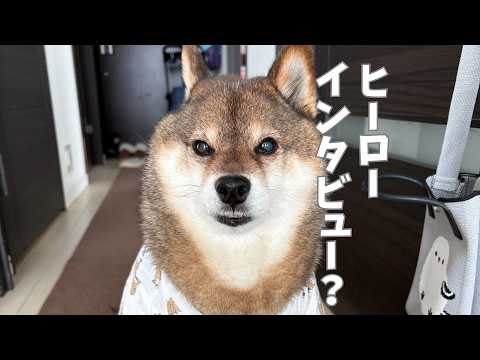 しぶしぶ夜の散歩へ出た柴犬が一転？