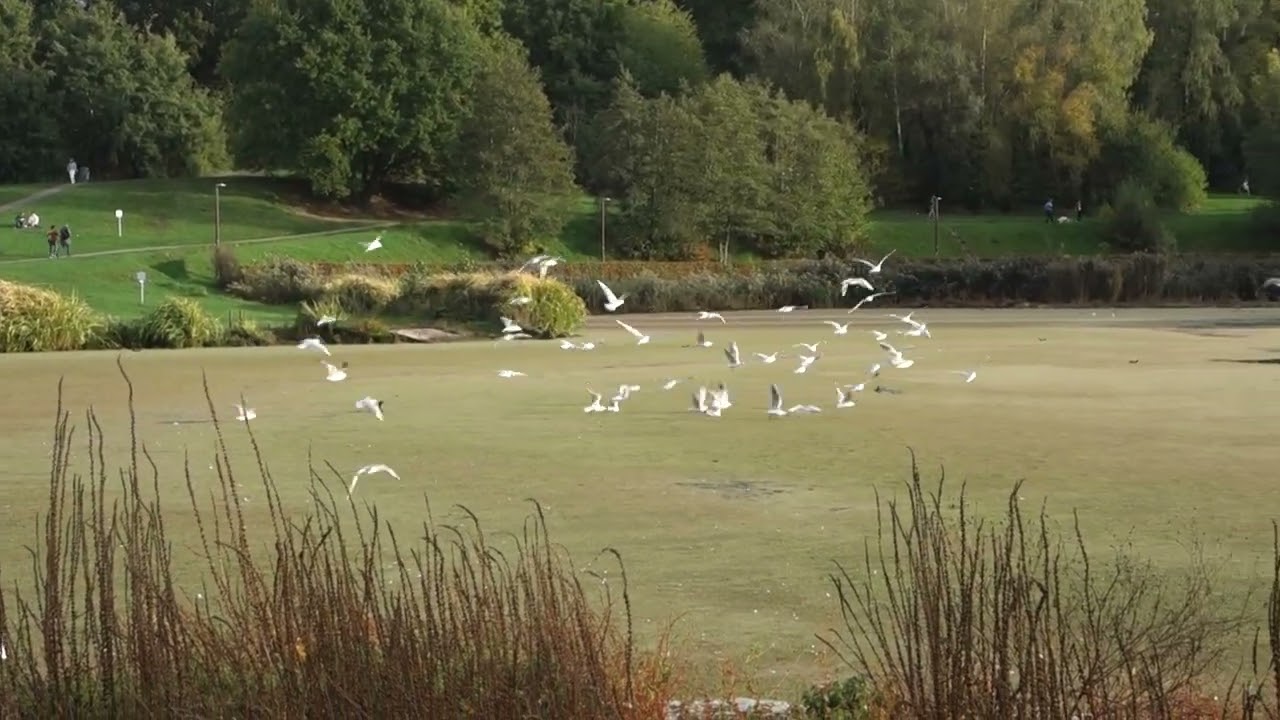 Seagull Ballet des Mouettes, Central Belgium, LLN Lake, Oct 2022, by 