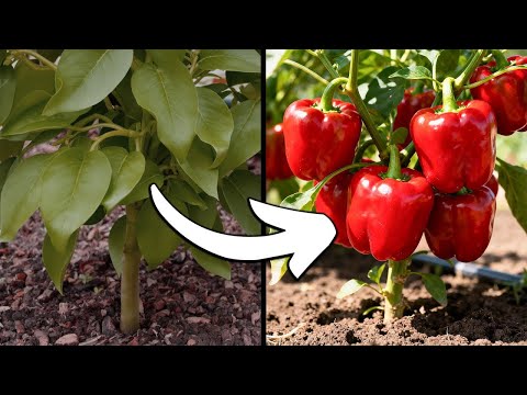 Riesige Paprika statt Blätter: so bekommst du eine enorme Ernte