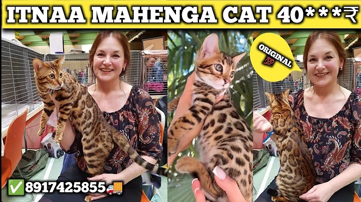 Watch the video about Show quality Bengal cat|Bengal cat price in kolkata | persian cat low price in kolkata |✅8917425855