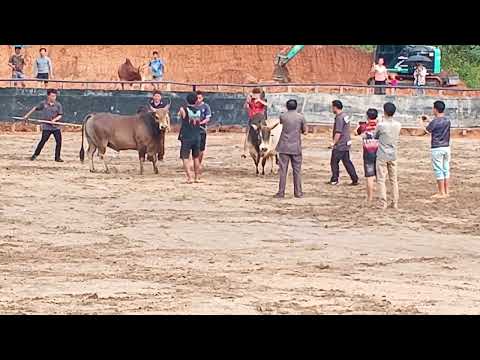 Nyuj Sib Nraus Zoo Saib Lom Zem 15 05 2025