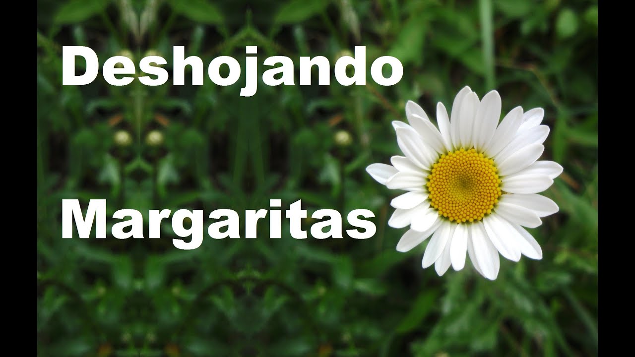 Deshojar Margaritas Origen de la costumbre de deshojar margaritas