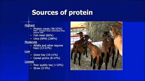 Goat Nutrition
