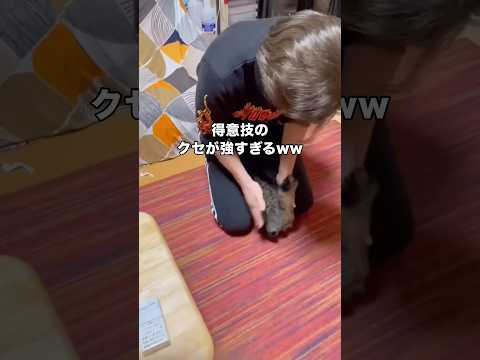 尻尾がなんでこんなに綺麗に回るのか未だによく分からない #尻尾 #かぎしっぽ #猫 #shorts thumbnail