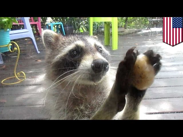 The Raccoon Plays Hockey Ice And Gates In The Hands Of The Club