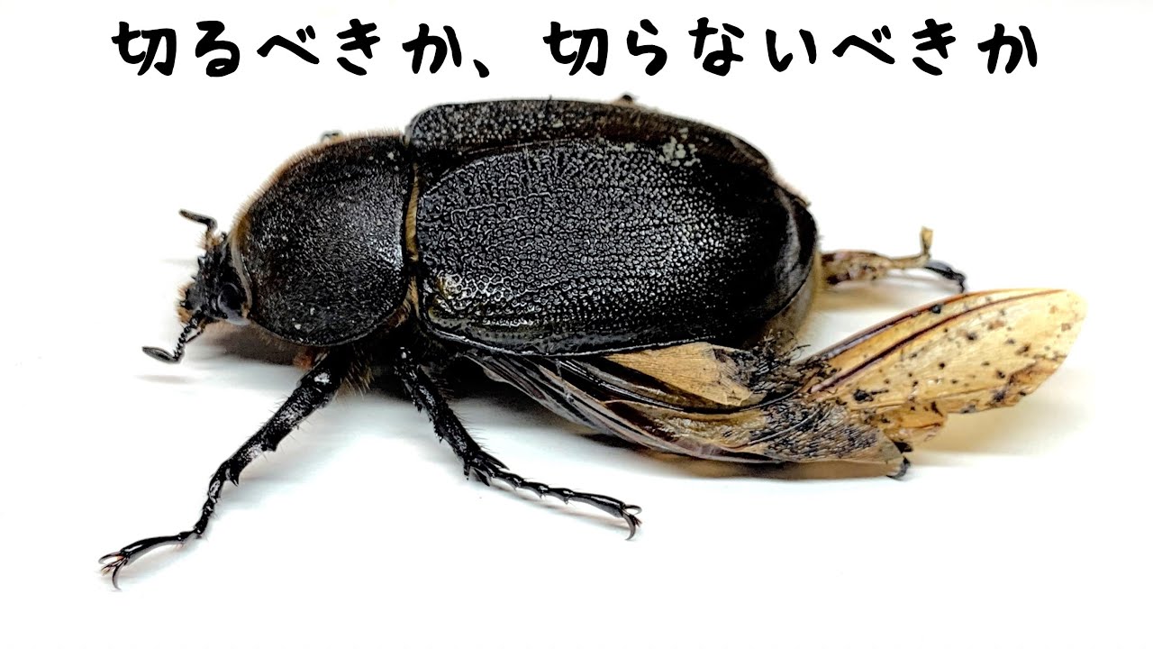 切らないことのデメリット 切ることのデメリット どうする羽化不全 くろねこチャンネル Youtube