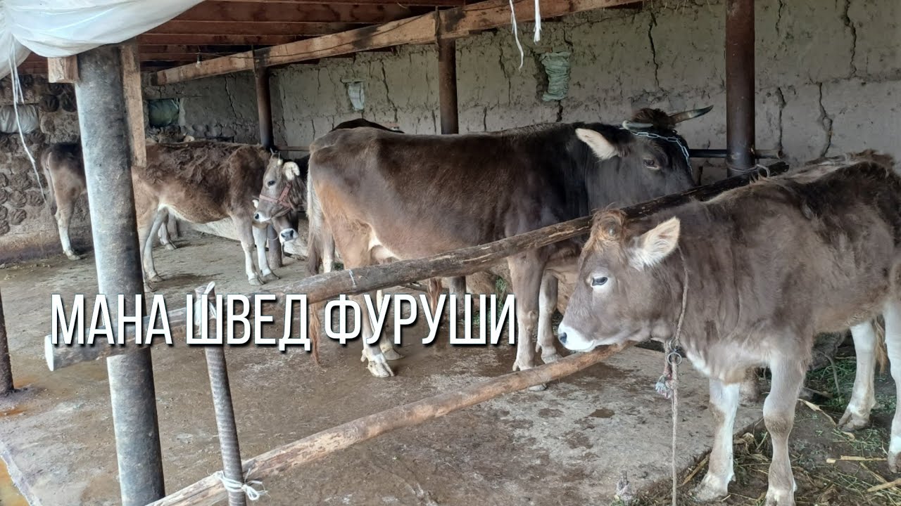  557067474  +992903116050 ВАТСАП  ДУ САР ГОВИ БГУЗ ШВЕД ОРИГИНАЛ ФУРУШИ СРОЧНО 