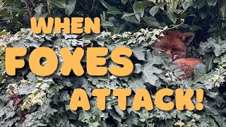 Foxes  Destroying My Vegetables, Fruit Trees, Seedlings And Compost Bags!