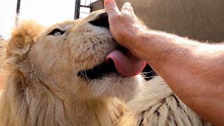 The LION Doctor | The Lion Whisperer by The Lion Whisperer 100,875 views 6 months ago 9 minutes, 58 seconds