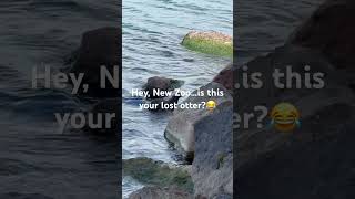 Otter on the island at the lighthouse today.