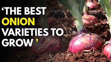 Top 6 Best Onion Varieties to Grow in Kenya, 2025 | Onion Farming in Kenya