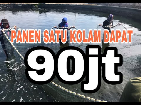 Video: Berapa Total Pendapatan?