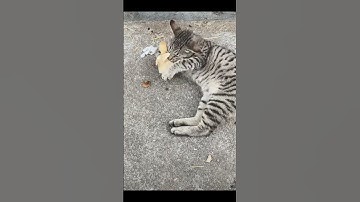 🐈 cat and Bird 🕊️ funny video #funny #shorts #trending #viralvideo #love #funnymoment