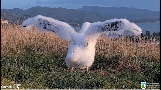 Royal Albatross ~ TF Growing Up & Showing His Adult Feathers! LGL Is Back  For A Feeding ♥  5.30.24