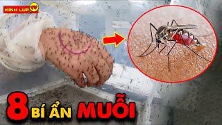 🔥 8 Bí Ẩn Ly Kỳ Và Đáng Sợ về Loài Muỗi Mà 99% Mọi Người Không Biết | Kính Lúp TV