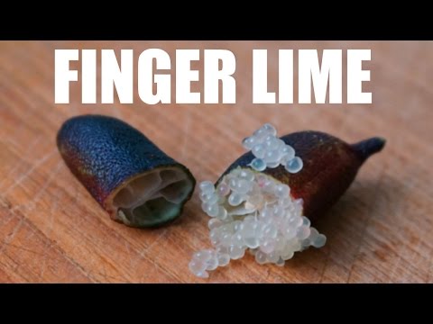 australian-finger-lime-taste-test-|-fruity-fruits