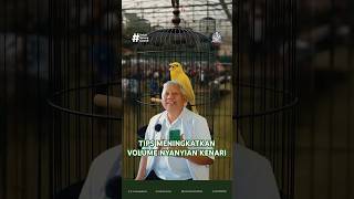 TIPS MENINGKATKAN VOLUME NYANYIAN KENARI #kenarimania #dokterburung #ediboedisantosa #kenari