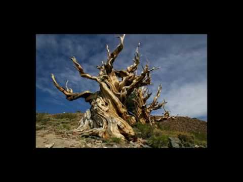 Videó: Melyik Fa A Legöregebb A Világon