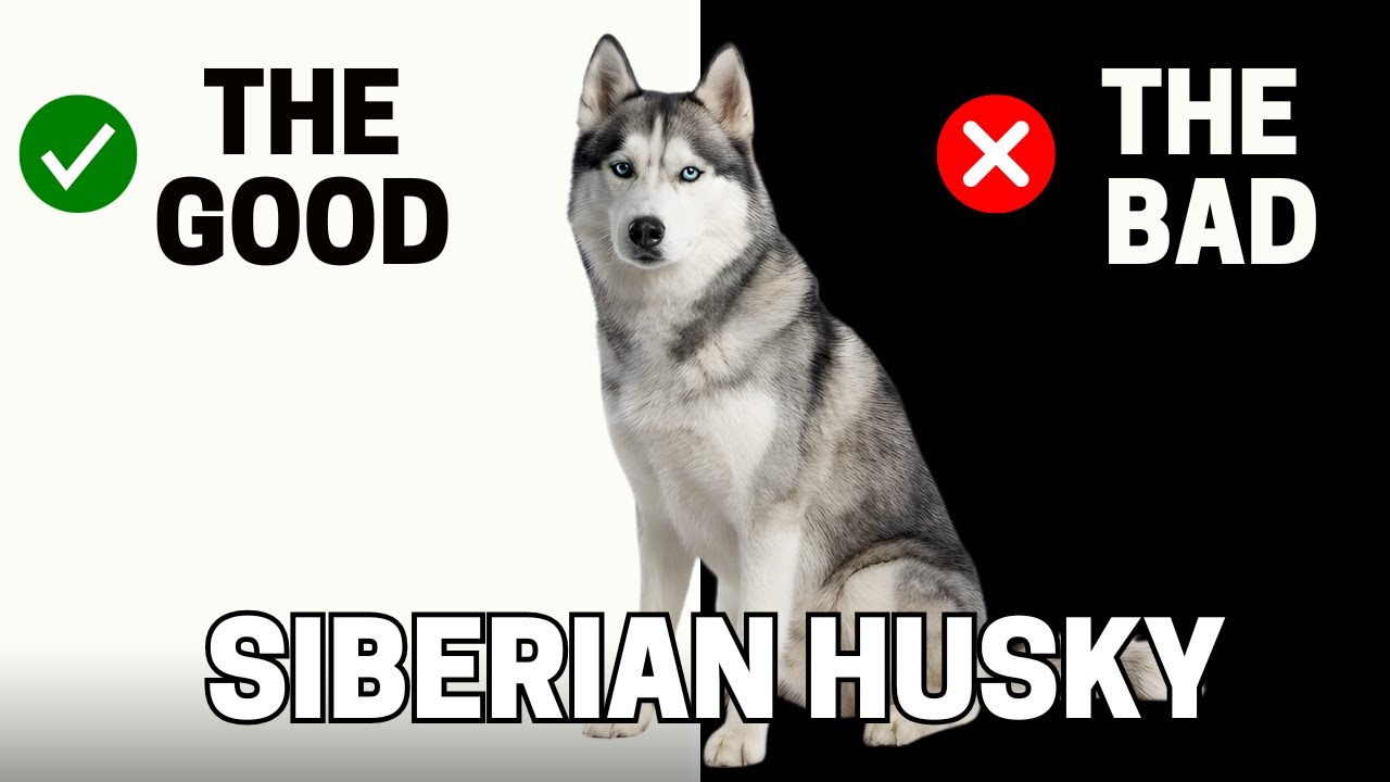 Husky Dog Behavior: Understanding Traits for a Happy Pet