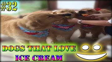 😇Try Not To Laugh The Best Watching 😻 Funny Animals Compilation 🤣 - Best Funny Animals Vine #32 2021