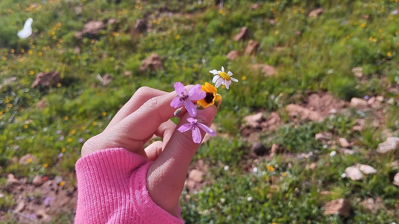 جولة رائعة في البادية 🥰 مناظر طبيعية غزالة ما شاء الله🌹🌹