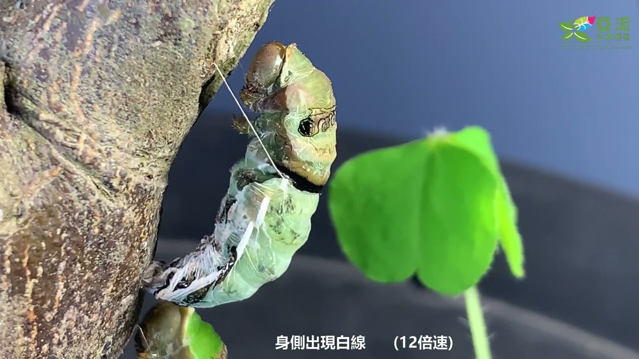 玉帶鳳蝶生活史