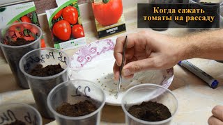 Когда сеять томаты на рассаду, оптимальные сроки посадки