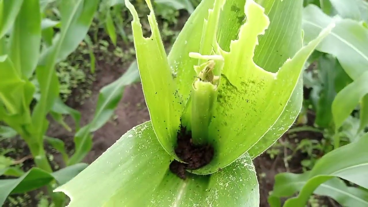 como acabar com pragas no  milho sem gasta nada veja #agricultura #colheita #fartura @dorinha