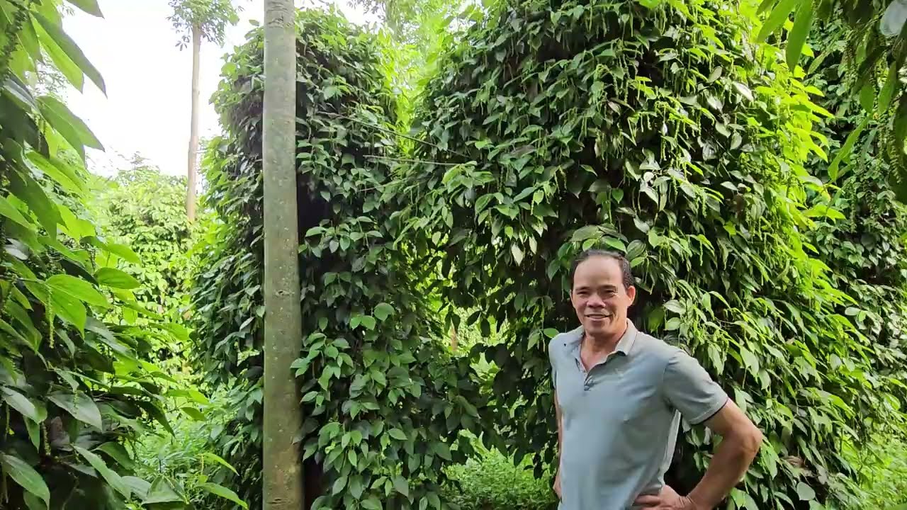 VƯỜN TIÊU GẦN 20 NĂM. NHIỀU KIẾN THỨC TRONG CLIP NÀY: 0918 456 457 - 0375 456 457
