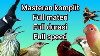 Download lagu Masteran Burung Juara Jangkrik,kenari,kapas Tembak,gereja Tarung,siri2,lovebird, mp3