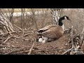 Decorah Eagles ~ INCREDIBLE CLOSEUP View Of Mother Goose Laying 4th Egg! 💕😊 3.28.22