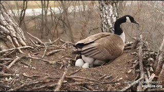 Decorah Eagles ~ INCREDIBLE CLOSEUP View Of Mother Goose Laying 4th Egg! 💕😊 3.28.22